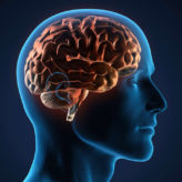 Quand l&rsquo;idéologie anéantit l&rsquo;intelligence …