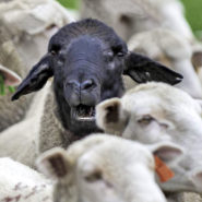 Les moutons noirs des Républicains